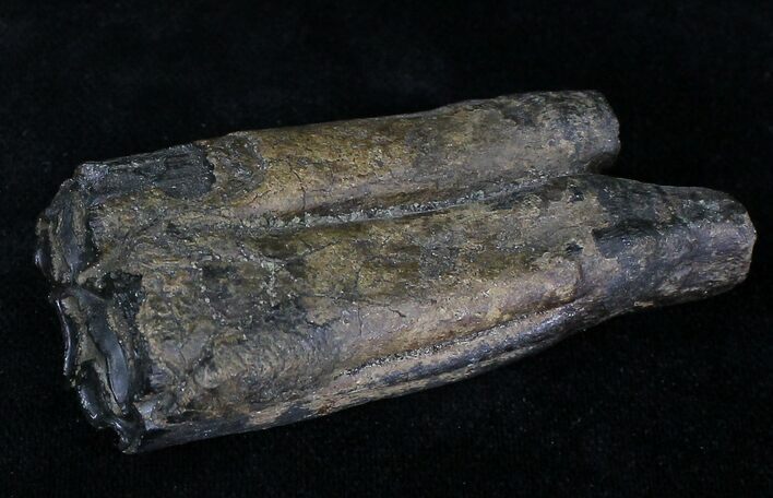 Pleistocene Aged Fossil Horse Tooth - Florida #21841